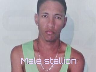 Male_stallion